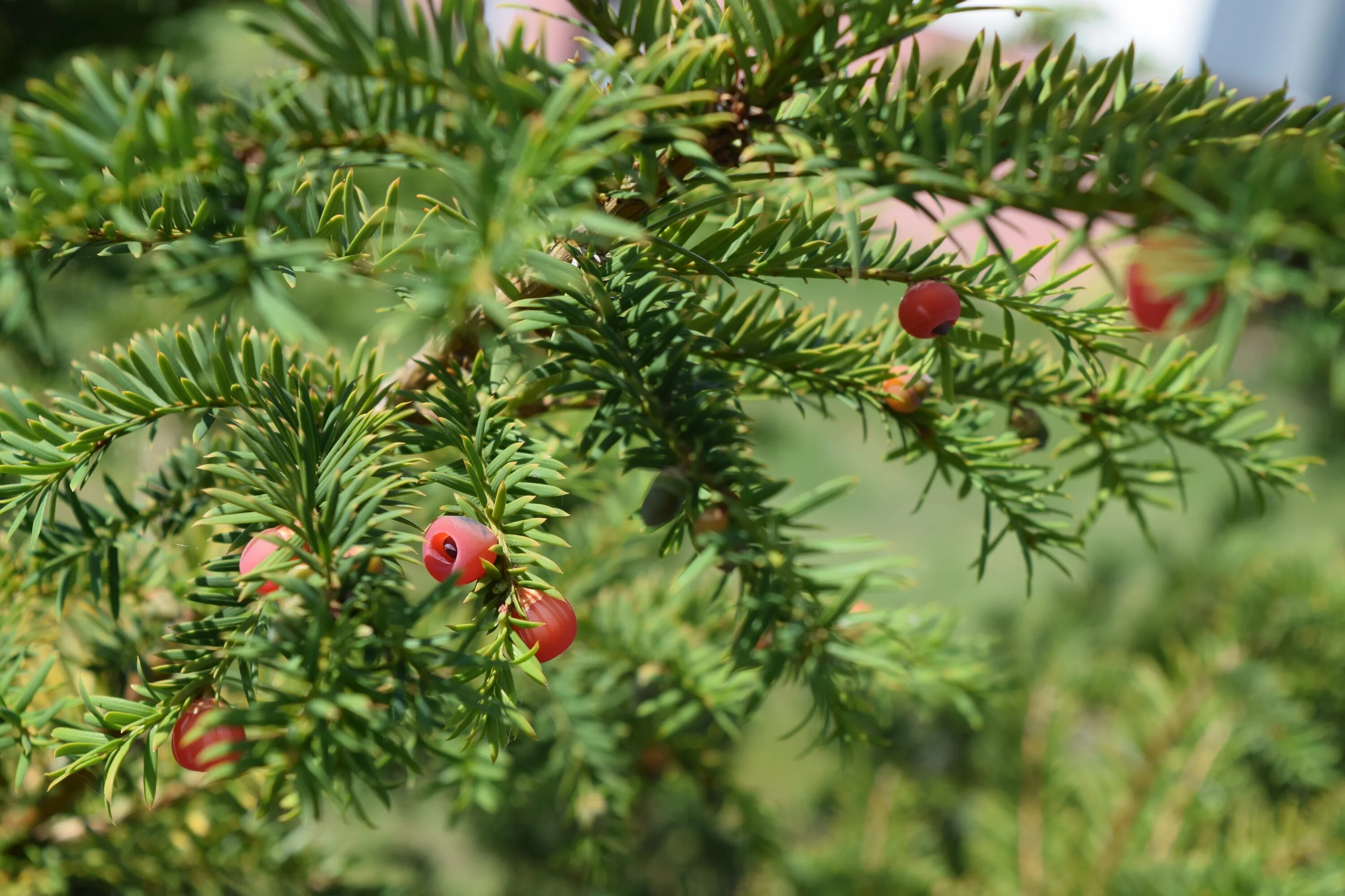 Пиши хвойный. Taxus baccata. Тис ягодный cristata. Тисс ягодный (Taxus baccata. Тис Репанденс.