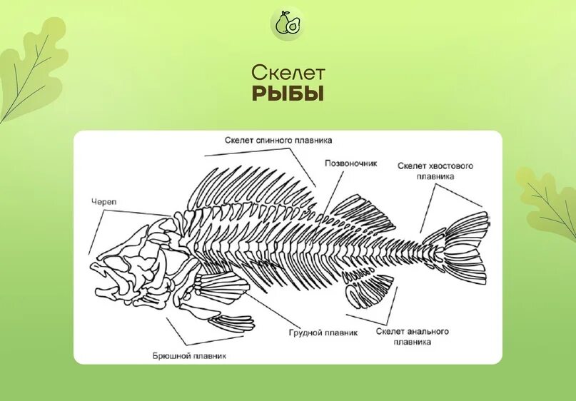 Скелет рыбы схема биология. Скелет рыбы биология 7 класс. Осевой скелет рыб. Скелет рыбы ЕГЭ.