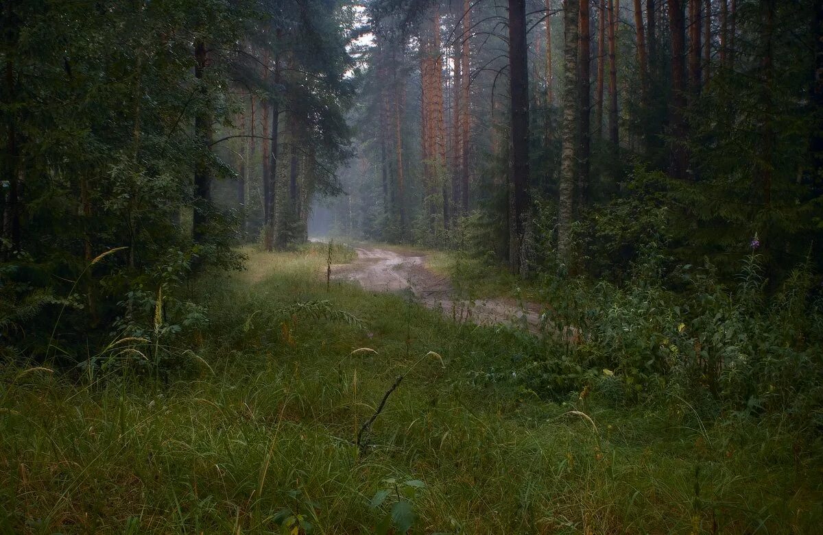Дождь заливал лес на опушке. Рэндлшемский лес. Вечерний лес. Лес вечером. Лес после дождя.