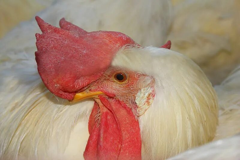 Гетерозиготную курицу с гребнем и голыми. Курица белая с большим гребешком. Гребешок курицы. Курицы с огромным гребнем. Курица Несушка с большим гребешком.