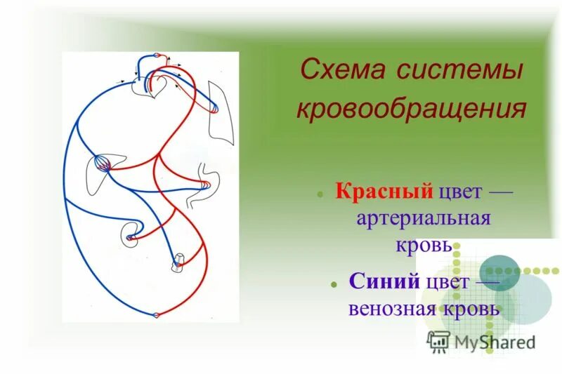 Контрольная работа по теме кровообращения. Система кровообращения схема. Темы на тему физиология системы кровообращения. Кровообращение человека схема со стрелками. Модель системы кровообращения Зарница.