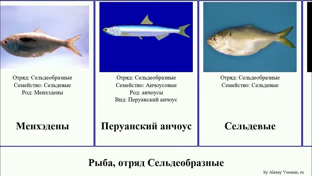 Значение сельдеобразных. Рыба семейства сельдеобразных. отряд сельдеобразные представители. отряд сельдеобразные рыбы. пузанок рыба азовского моря.