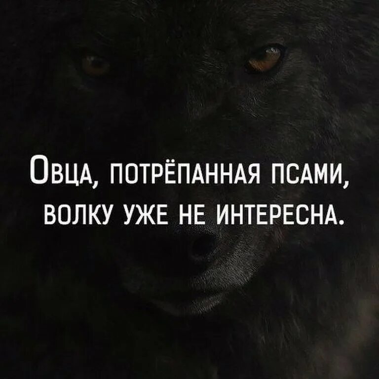 Волки и овцы цитаты. Цитаты волков. овца потрепанная собаками. овца потрепанная псами цитаты. овца потрепный псами волку не интересно.