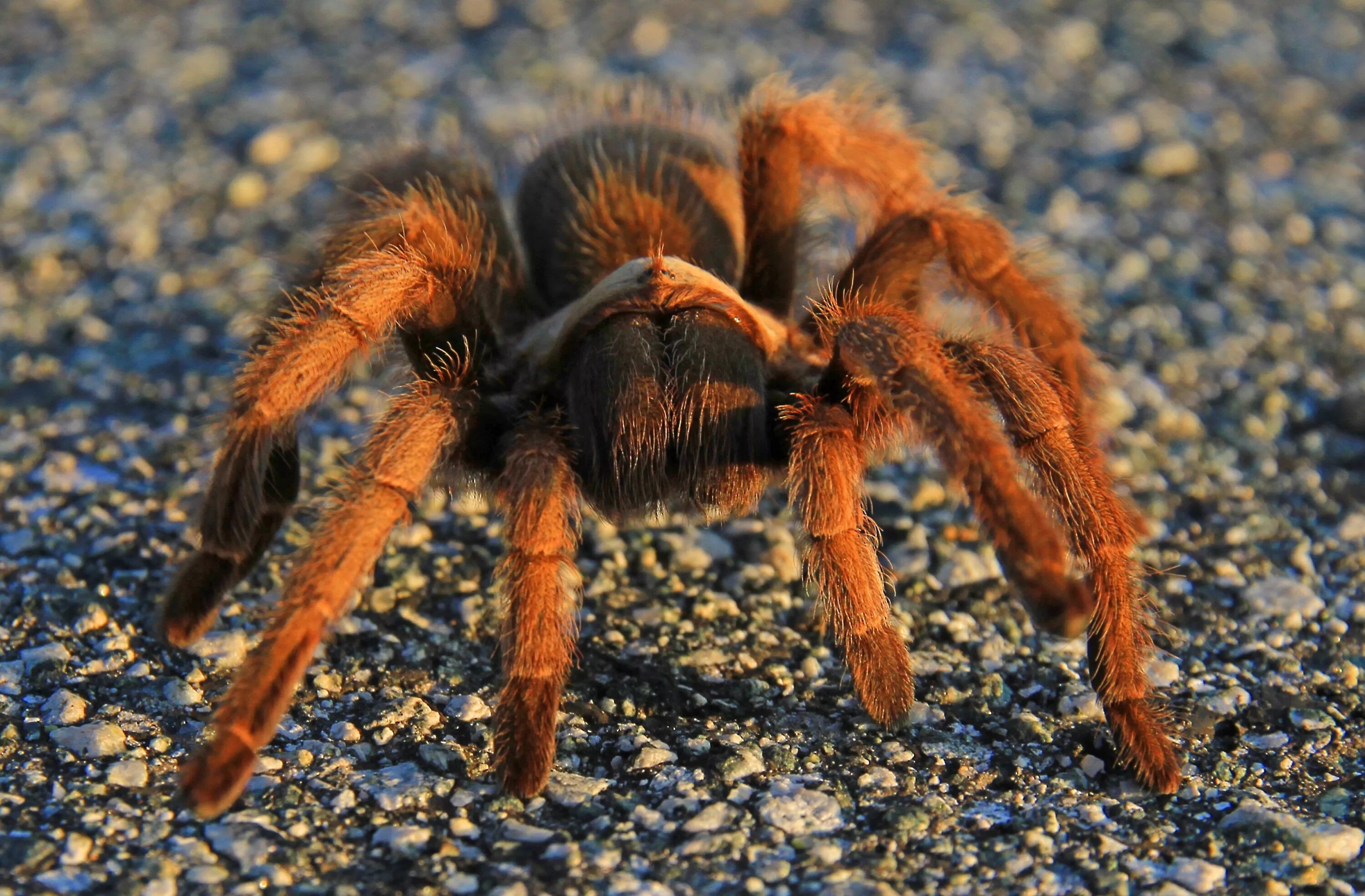 Паук Тарантул. Тарантул Каракурт птицеед. Оранжевый паук птицеед. Pterinochilus murinus. Про паукообразное