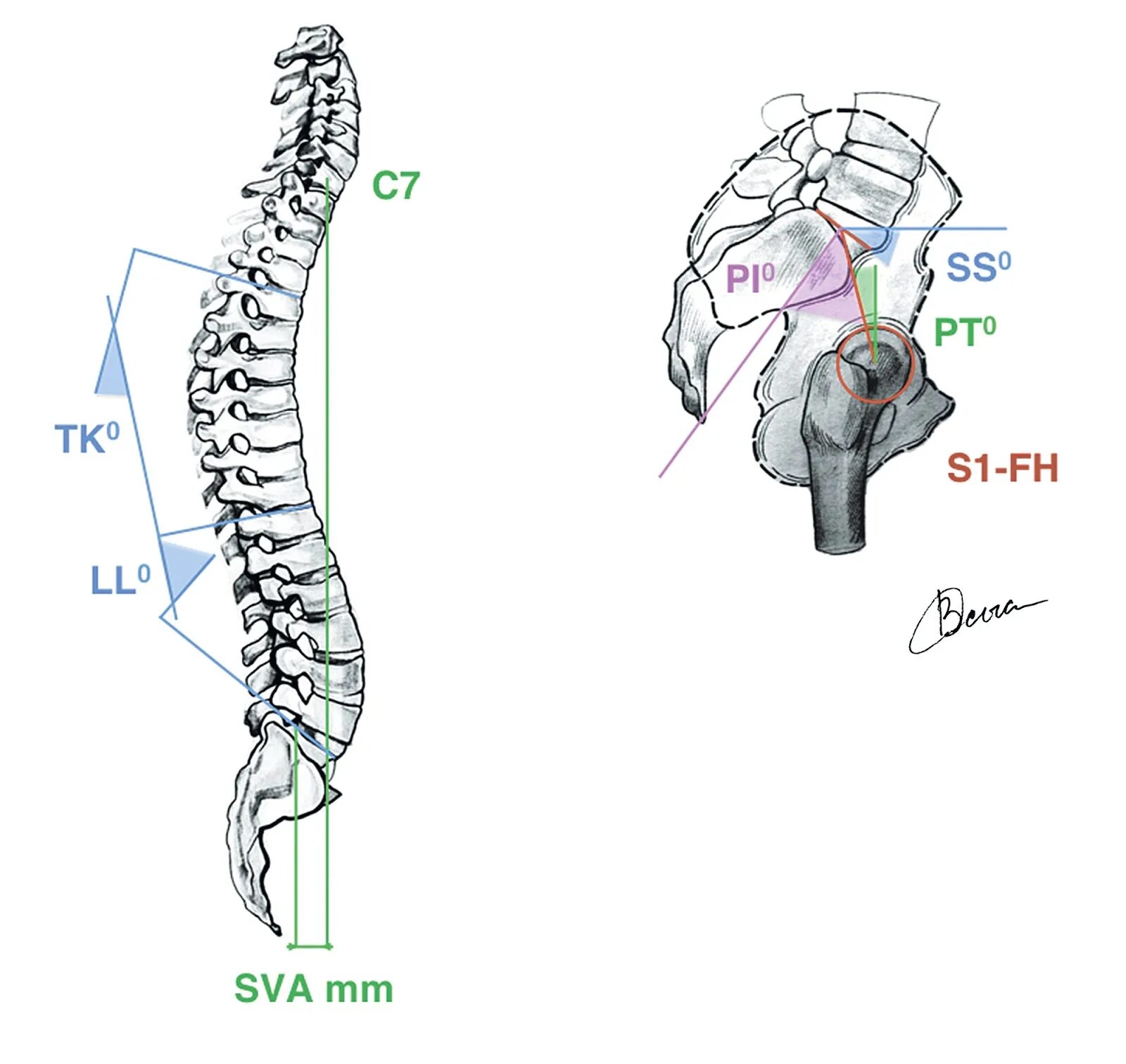 Позвоночник. Проекция позвоночника. Сагиттальный баланс позвоночника. Ось позвоночника. Позвоночник человека таз