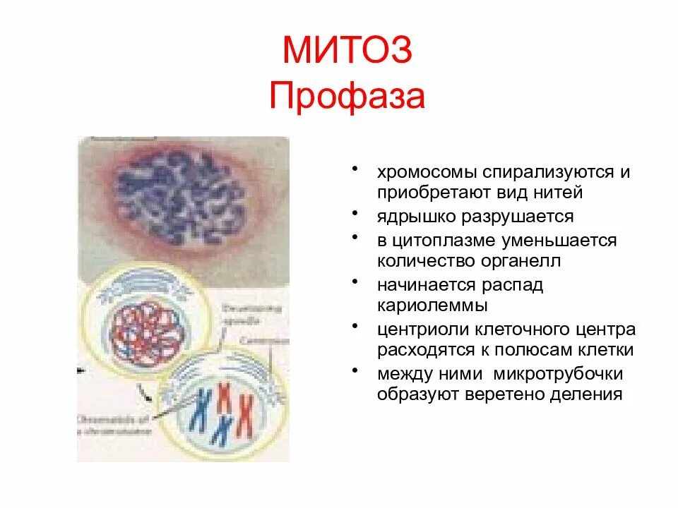 Клетки деспирализуются. Митоз непрямое деление. Благодаря митозу число клеток. Благодаря митозу число клеток. Благодаря митозу число клеток.
