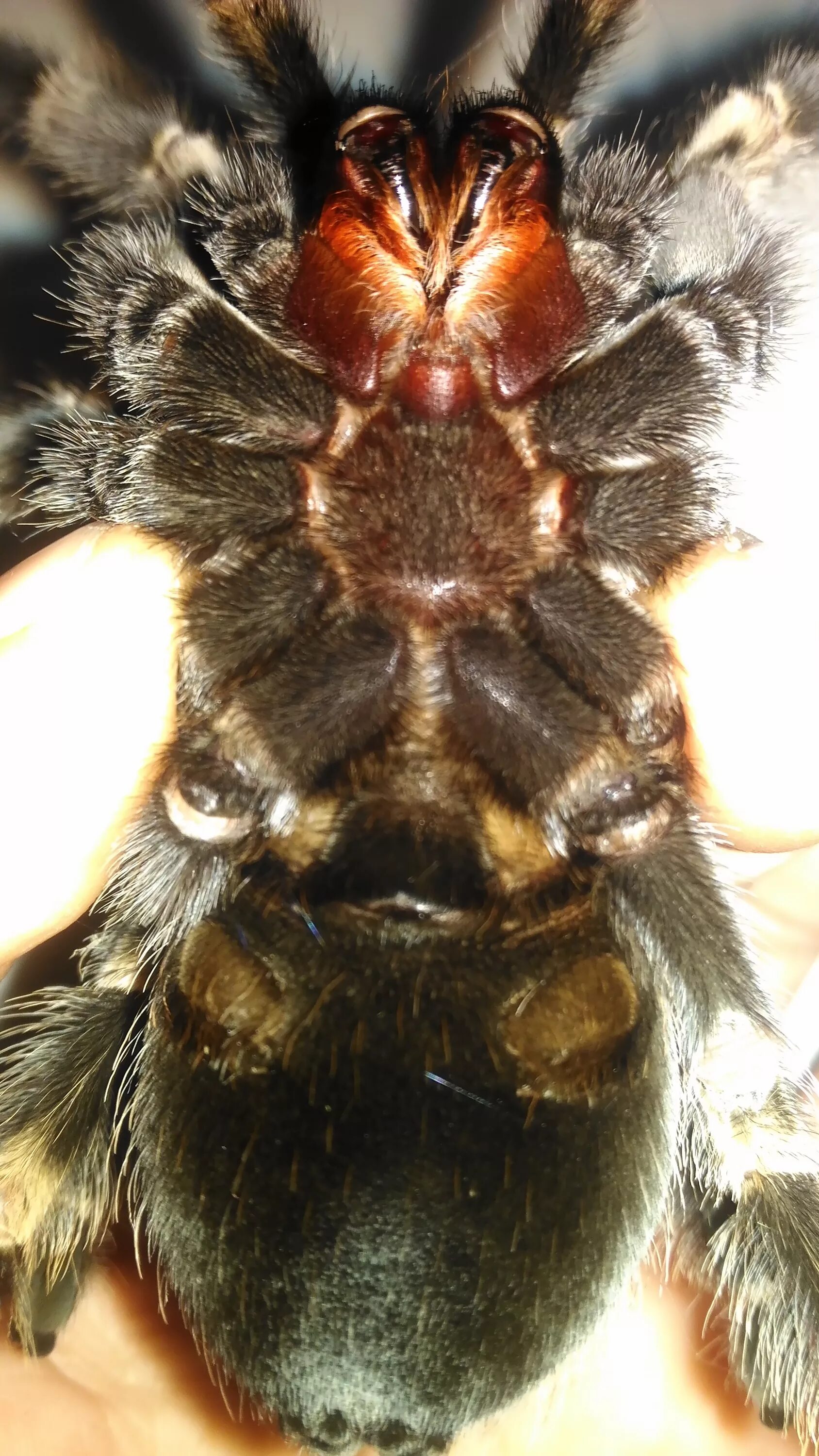 Как определить пол паука. Брахипельма смити. самка паука птицееда. brachypelma smithi самка.
