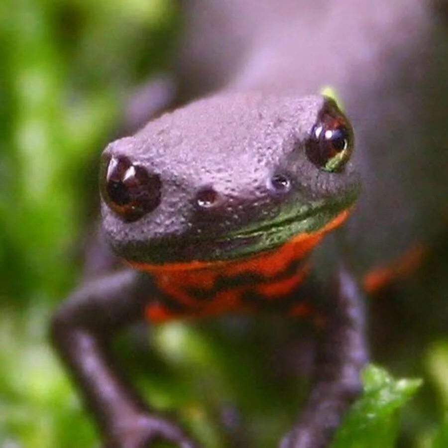 Горный ложный тритон. Огненнобрюхий тритон. Карликовый тритон. Японский тритон. Японский тритон.