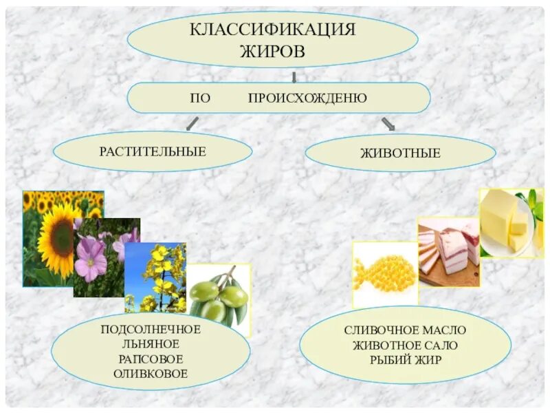 Схема классификации жиров химия. Жиры пищи классификация. Строение жиров растительных и животных. Классификация жиров растительные и животные. Биологическое применение жиров презентация