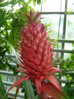 Ask plants