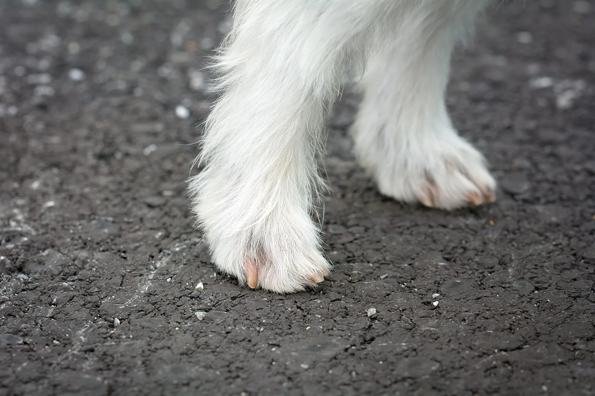 Собачья лапа. Белая лапа собаки. Feet dog