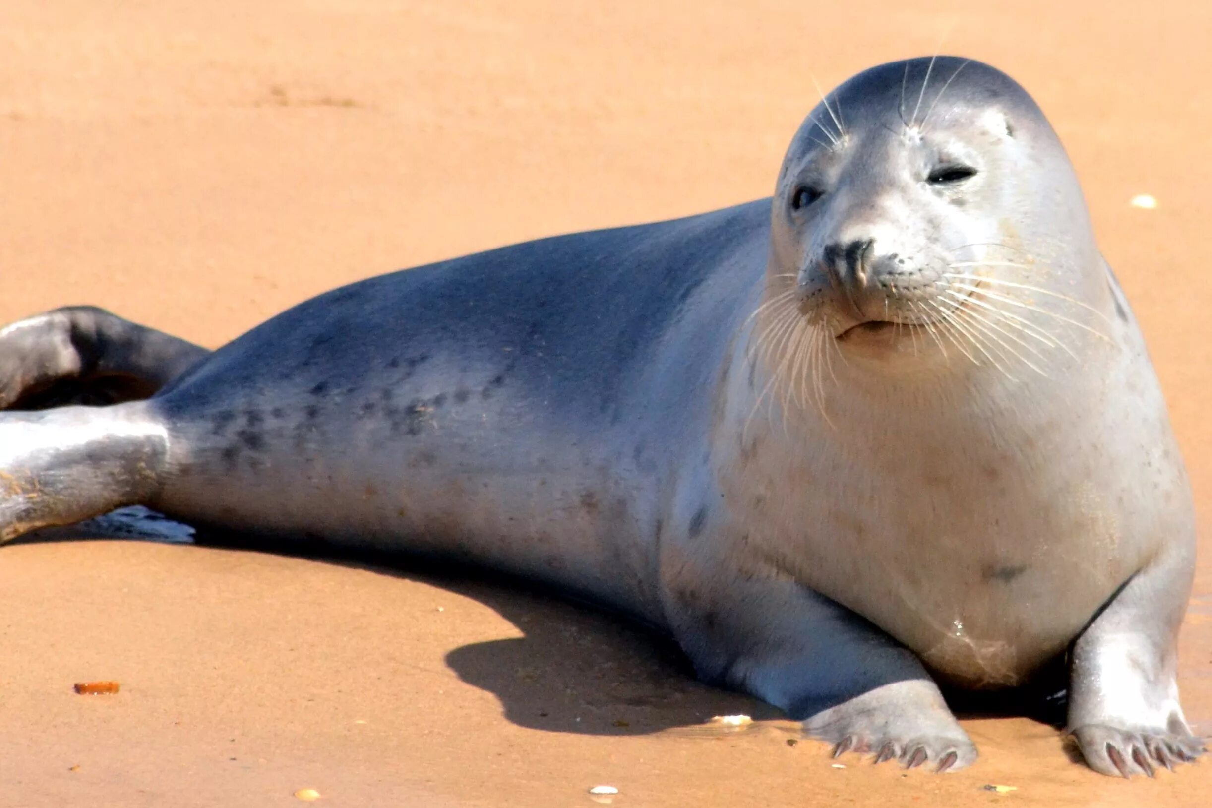 Tulen store. Морской котик тюлень Нерпа. Ластоногие сивуч. Ластоногие морской котик. Seal тюлень.