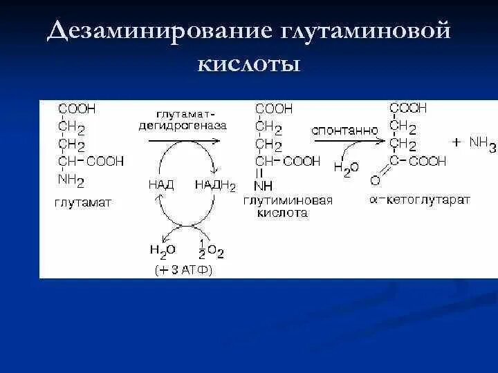 Окислительное дезаминирование глутаминовой кислоты. Окислительное дезаминирование глутаминовой кислоты in vivo. Реакция дезаминирования глутаминовой кислоты. Прямое окислительное дезаминирование глутамата. Дезаминирование глутамата реакция.