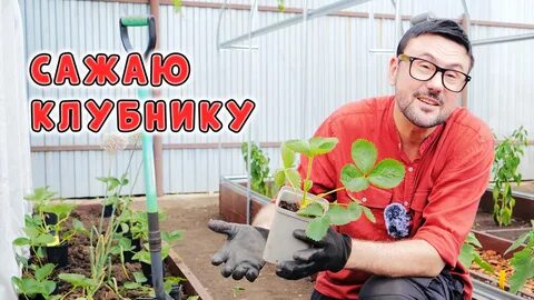 Дни посадки клубники в августе 2024г