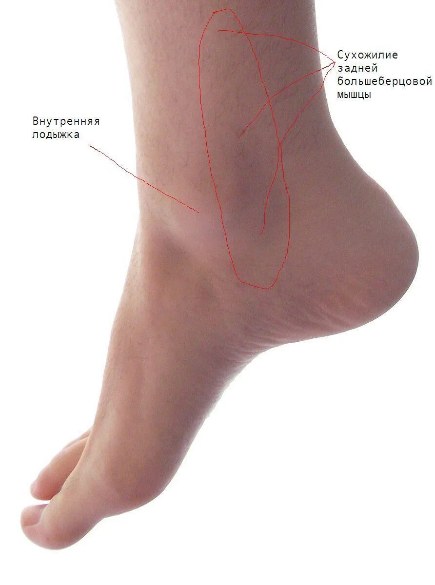 Нога человека щиколотка. Лодыжка. Щиколотка. Лодыжка у человека. Что такое голеностоп у человека.