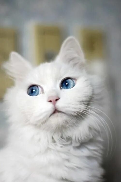 Coby the Cat Cute cats, Beautiful cats, Cat with blue eyes