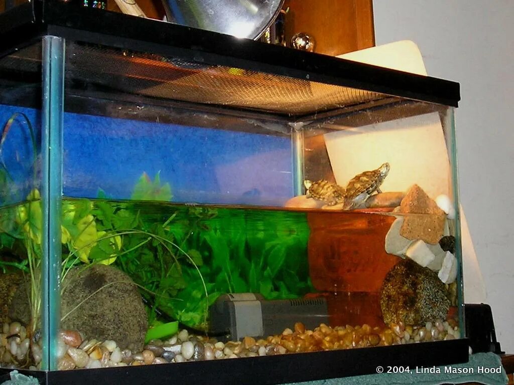 Какой аквариум нужен черепахе. Террариум для красноухой черепахи. Аквариум для красноухой черепахи. Аквариум черепашник. Аквариум для черепах красноухих.