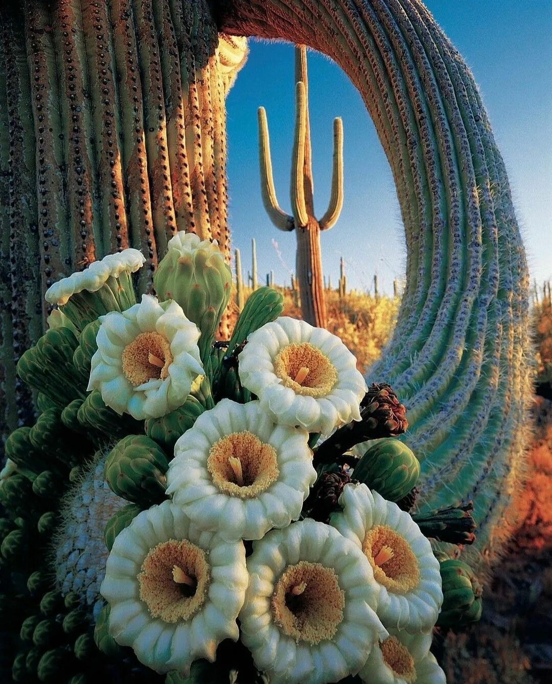 Cactus in a scarf wellerman