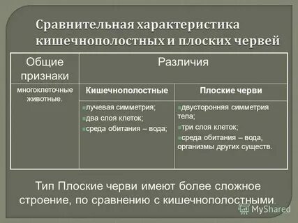 Лучевые черви