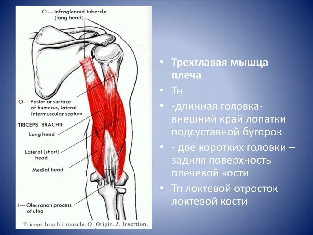 Трицепс мышца. Длинная головка трехглавой мышцы. Трёхглавая мышца плеча, m. Triceps brachii:. Трехглавая мышца плеча начало прикрепление функции. Длинная головка трехглавой мышцы плеча.