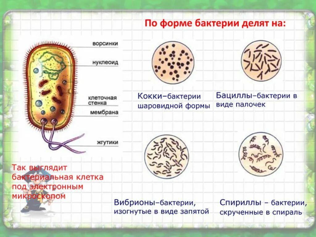 Строение и формы бактерий. Формы клеток бактерий 5 класс биология. Формы бактериальных клеток 5. Формы бактерий 5 класс биология. Виды бактерий 7 класс биология