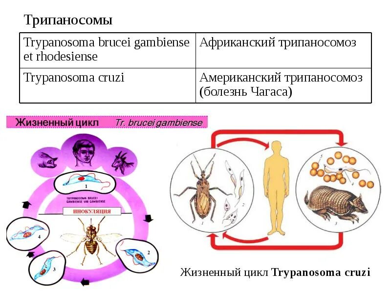 Трипаносомы цикл муха цеце. У трипаносомы есть промежуточный хозяин. Цикл развития трипаносомы схема. У трипаносомы есть промежуточный хозяин. Африканский трипаносомоз жизненный цикл.