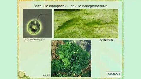 Водоросли егэ