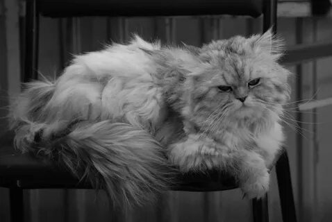 Персидская шиншилла