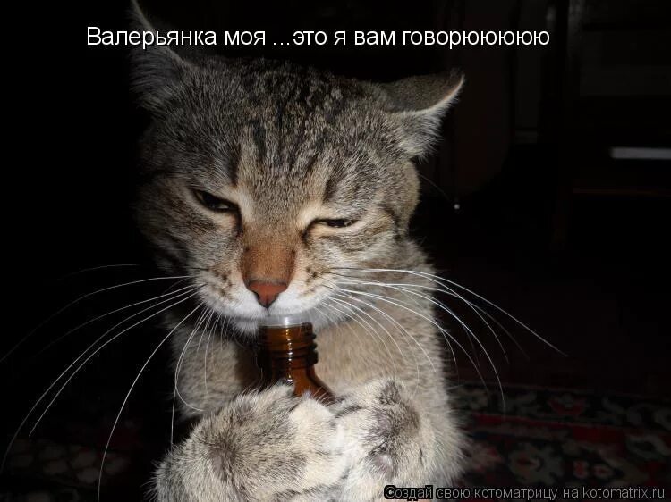 Валерьянка. Кот и валерьянка. Валерьянка смешные картинки. Котоматрица валерьянка.