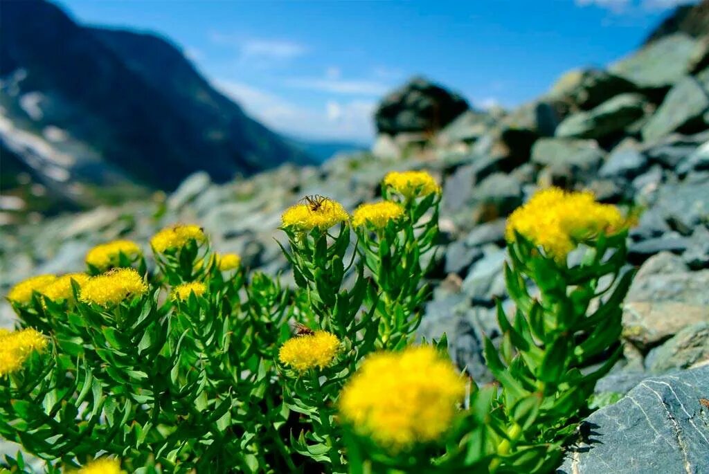 Радиола розовая противопоказания. Золотой корень Rhodiola rosea. Алтай золотой корень (родиола розовая),. Родиола Арктическая. Родиола розовая корень травы Алтая.