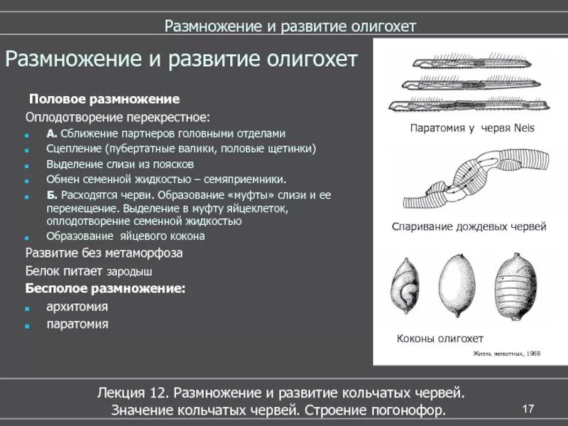 Кольчатые черви половая. Малощетинковые черви цикл развития. Размножение малощетинковых червей кратко. Размножение кольчецов.