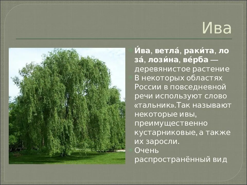 Значение слова дерево. Ива, ветла, Ракита, лоза, Лозина, Верба. Ива ветла Ракита. Верба Ива ветла. Ива ветла Ракита отличия.
