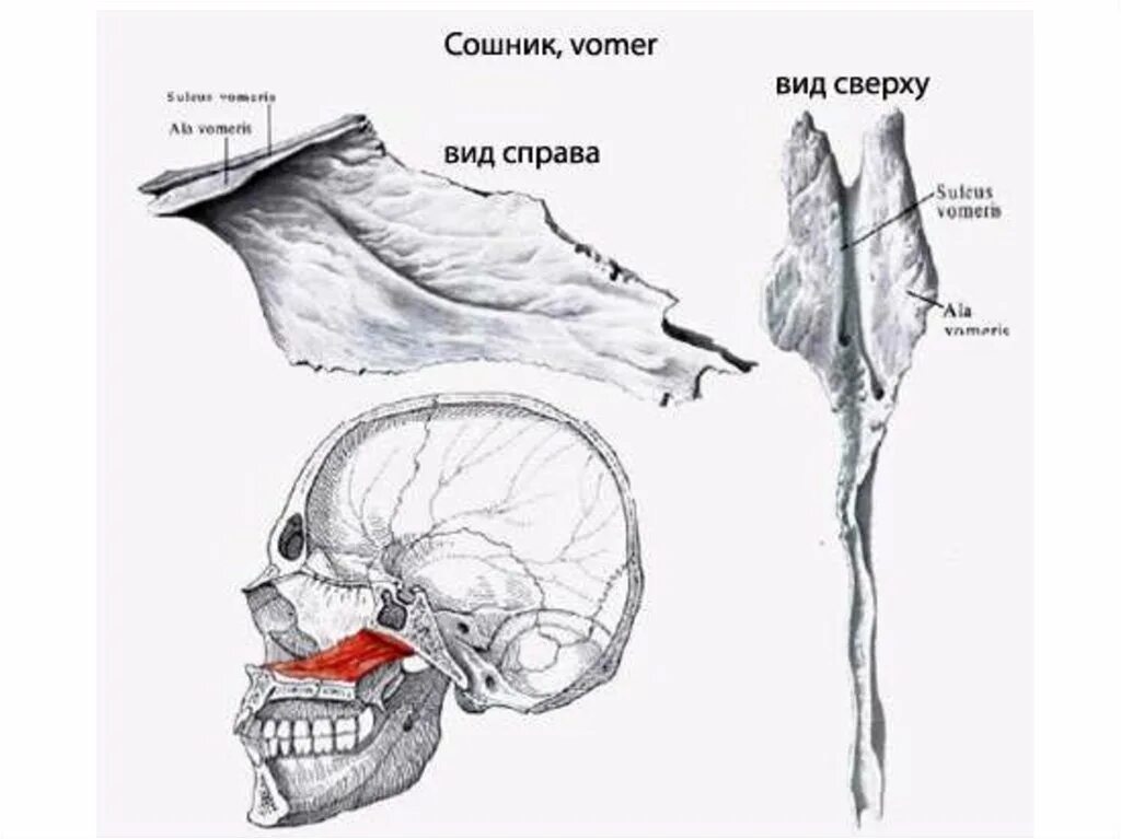 Сошник кость. Сошник кость черепа. Сошник анатомия человека кости черепа. Строение сошника кости. Сошник кость черепа анатомия.