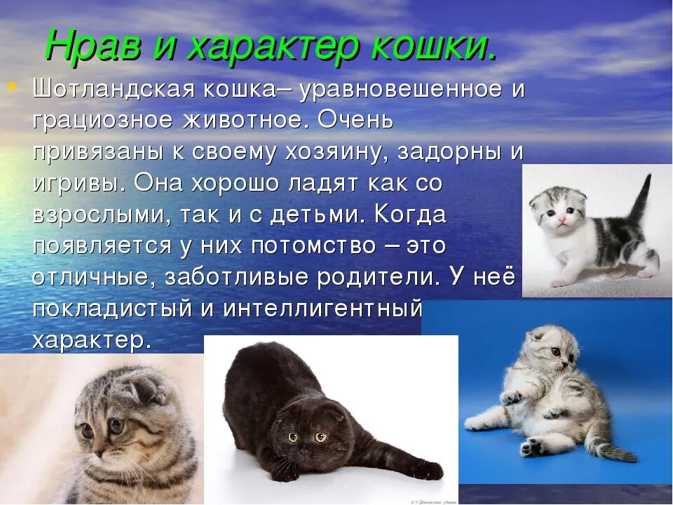 Вислоухая кошка поведение