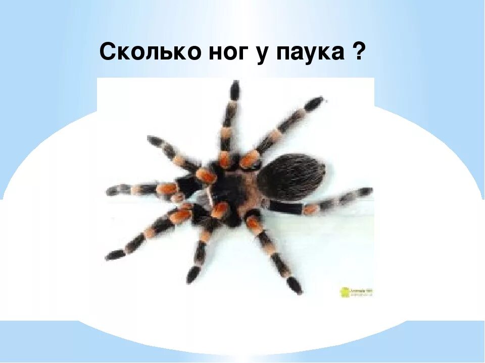 Паукообразные пар ног. Сколько ног у паука. сколько лап у паука. ноги паука. у пауков 8 ног.