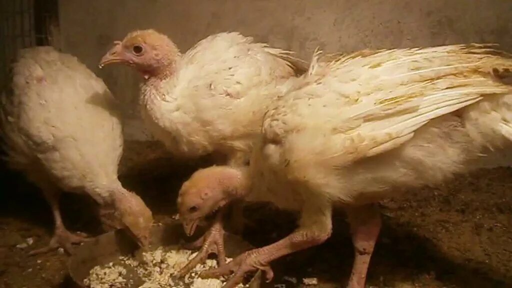 Индюшата пищат. Индюк маленький. двухмесячные индюшата. цыплята индюшата фото. цыпленок индейки.