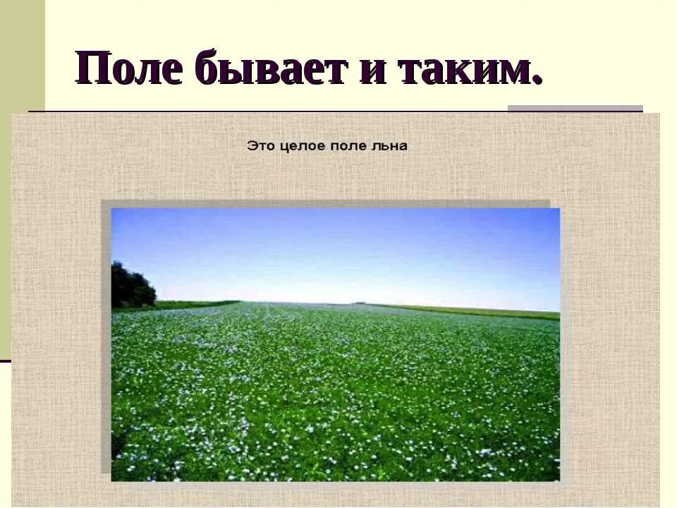 Природное сообщество поле сообщение. Природное сообщество поле. поле для презентации. рассказ о поле. поля для доклада.