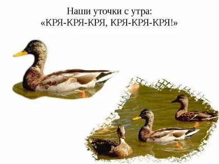 Белый день утки кря кря