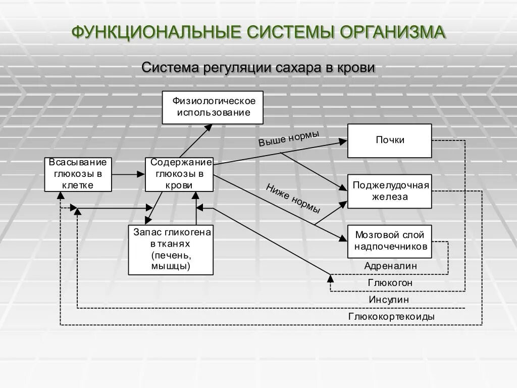 Что понимают под функциональной системой приведите примеры. Функциональные системы организма. Функциональные системы организма примеры. Примеры функциональной системы. Функциональные системы организма схема.