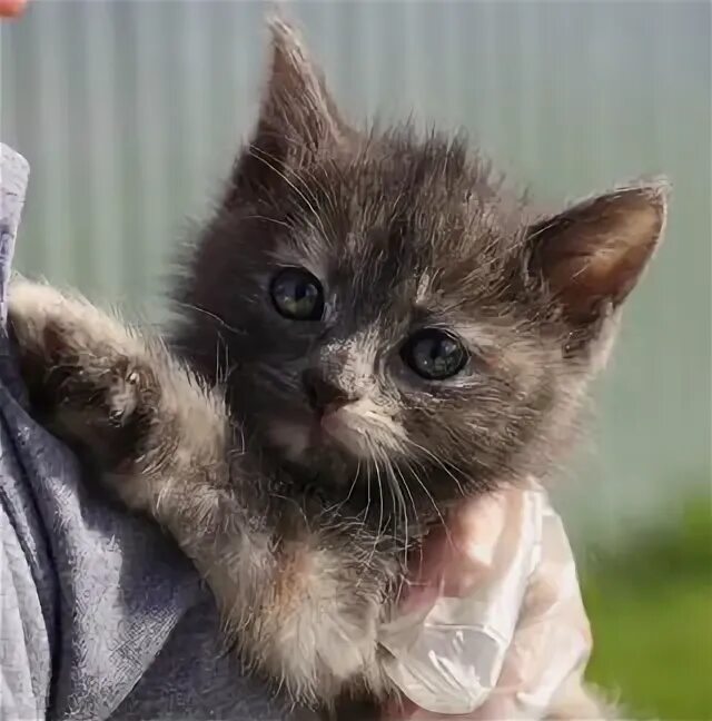 Кошки димитровград. Котята димитровград. куплю кота димитровград.