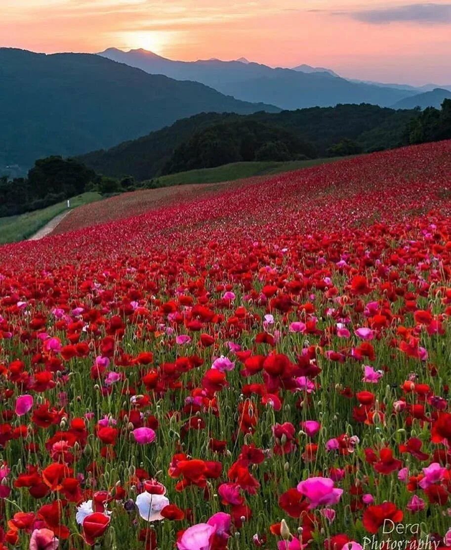 Маковые поля в Японии. Поляна с цветами. Цветочное поле. Красивая Полянка с цветами. Много цветов в природе