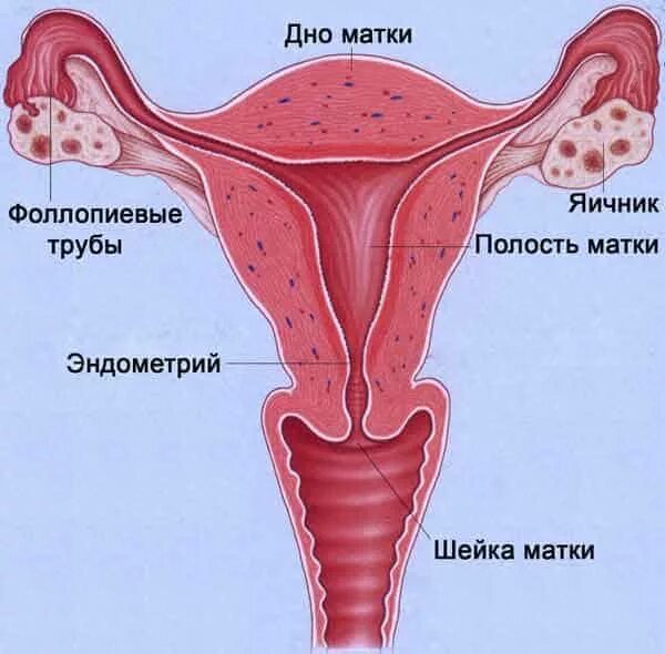 10 женских органов. Строение женских органов шейка матки. Строение матки и яичников у женщин. Строение матки и яичников анатомия. Матка яичники трубы анатомия.