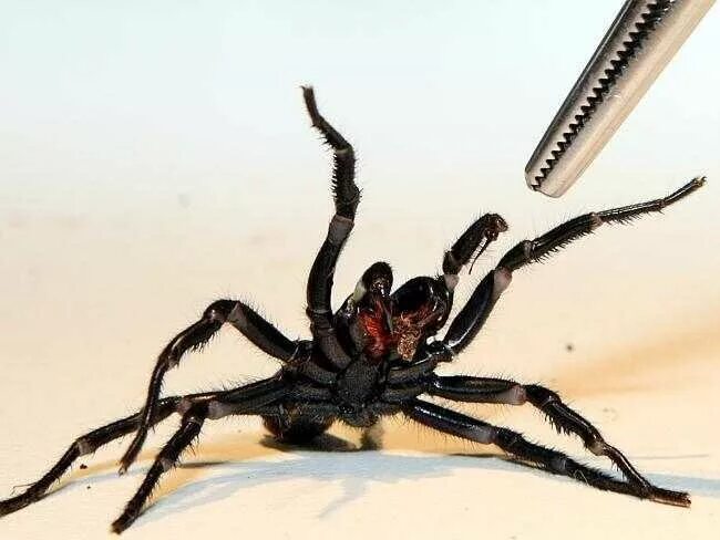 Нападение гигантских пауков. Гигантский паук нападает на человека. Сиднейский воронковый паук. Сиднейский воронковый паук. Пауки нападающие на людей.