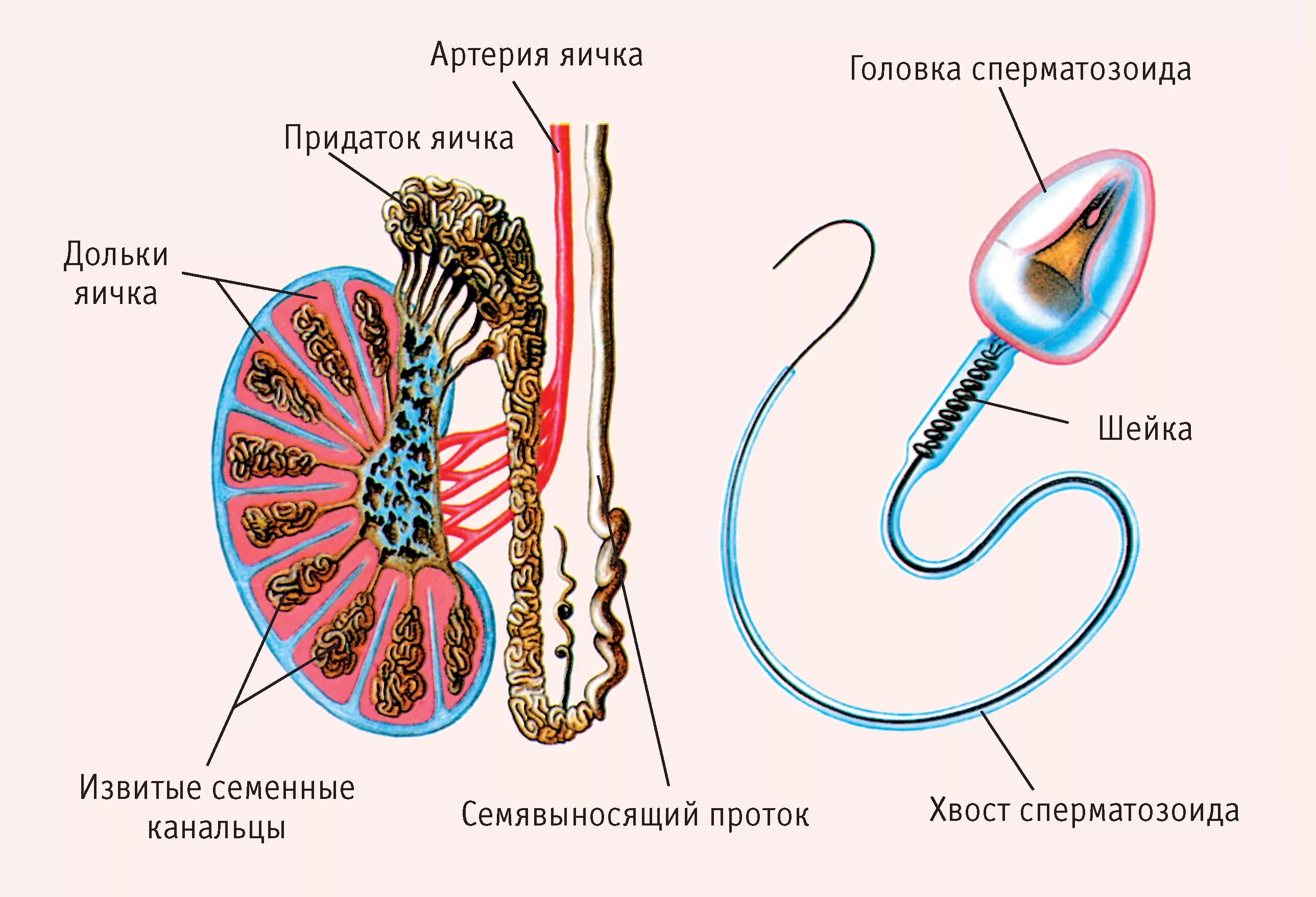 откуда берутся семена. глобальное хранилище семян свальбарда. где хранится семя. питательные вещества в семени. где хранится семя.