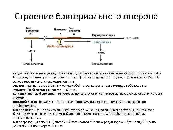 Биосинтез прокариот. Оперон бактериальной клетки схема. Строение бактериального оперона.. Биосинтез белка у прокариот схема. Строение оперона прокариот.