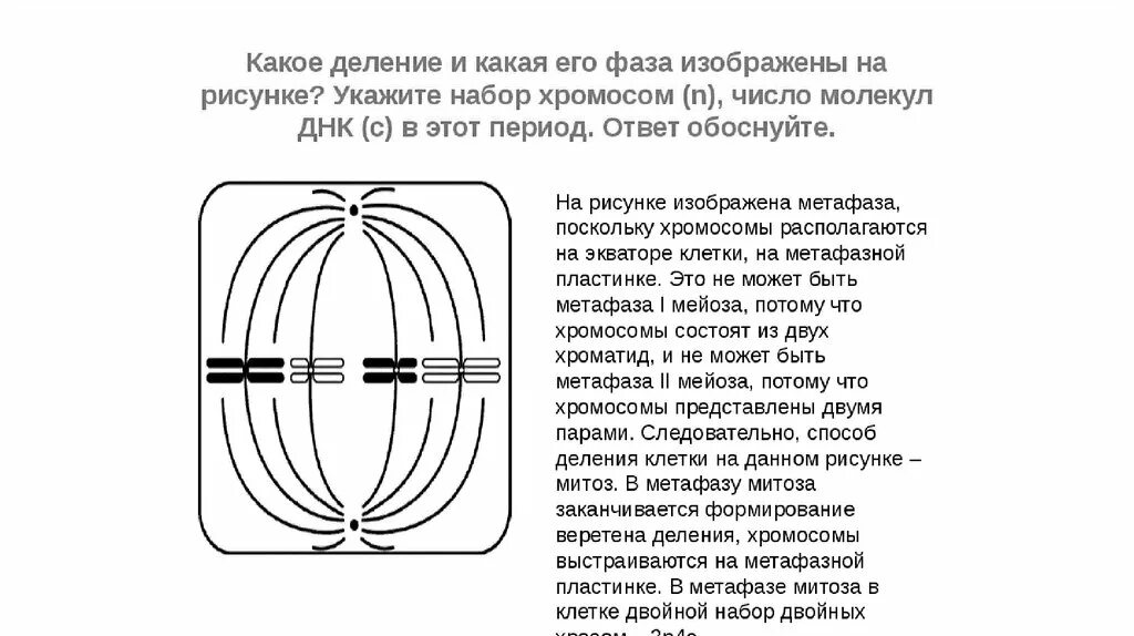 4n4c какая фаза. Фазы деления мейоза метафаза. Схема митоза и мейоза ЕГЭ. Типы и фазы деления клетки. Деление клетки фазы определение.