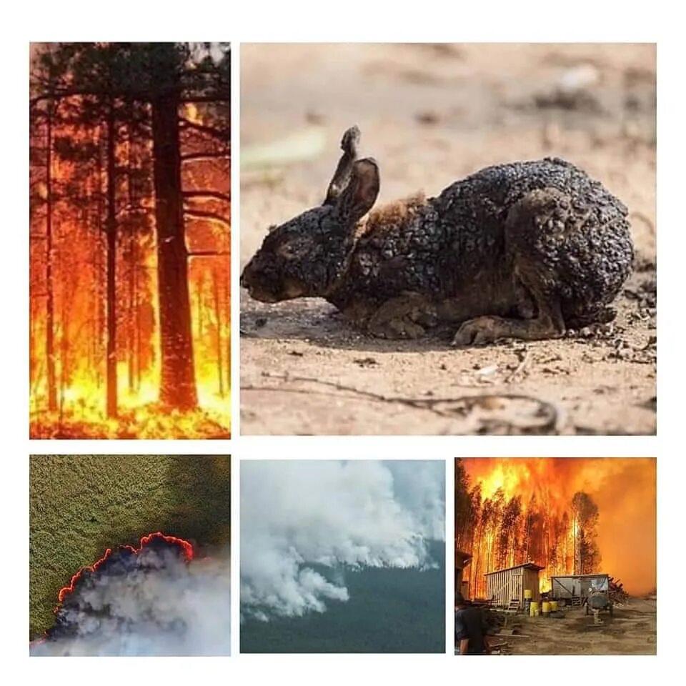Крупная экологическая катастрофа за последнее время 2023. Экологические катастрофы пожары. Недавние экологические катастрофы. Недавние экологические катастрофы пожары. Экологическая катастрофа в России Лесные пожары.