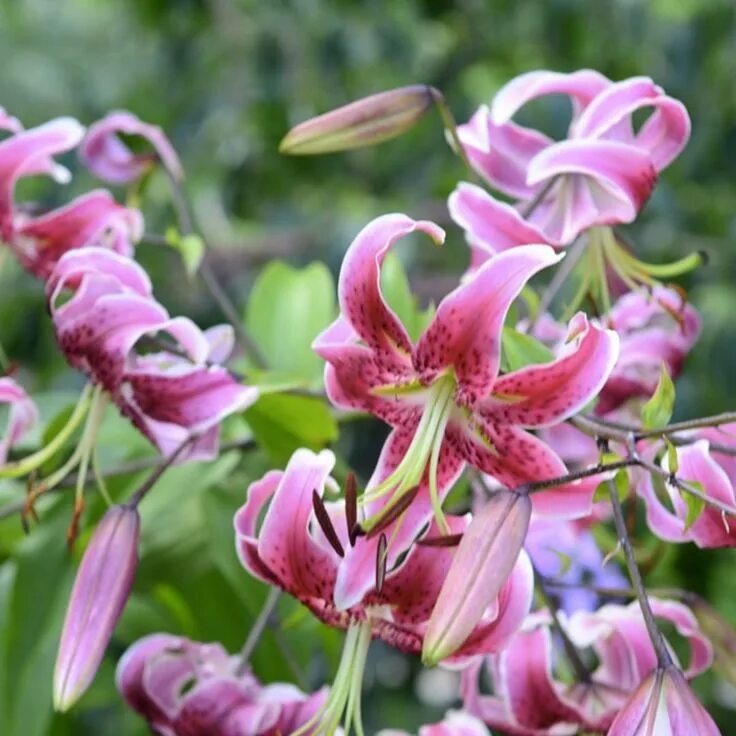 Лилия прекрасная рубрум. Лилия speciosum rubrum. Lilium rubrum (Лилия рубрум). Лилия martagon var. Rubrum. Лилия Специозум рубрум.