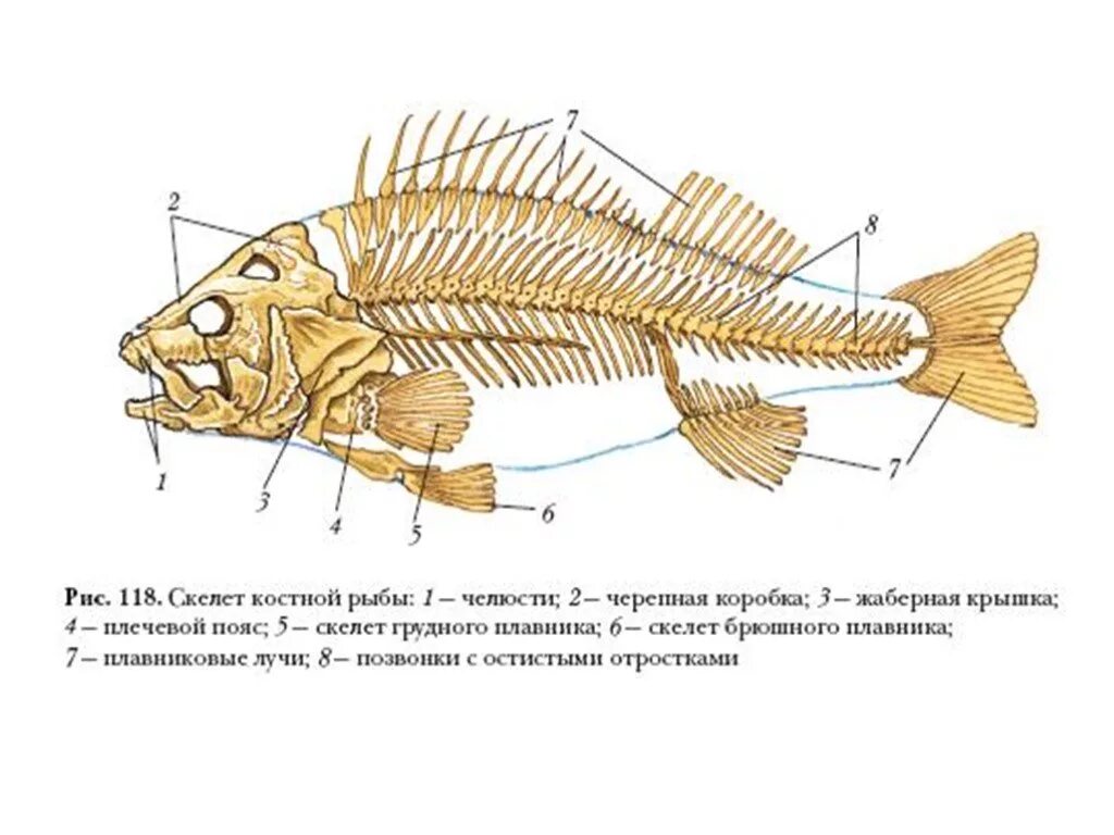 Строение скелета рыбы 7 класс биология. Скелет костной рыбы 7 класс биология. Скелет костной рыбы рис 113. Скелет костистой рыбы 7 класс биология.