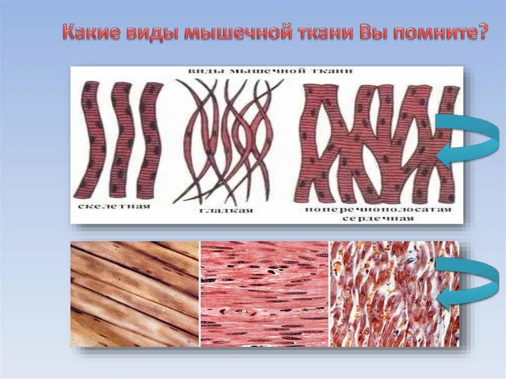 Гладкая мышечная ткань источник. Мышечная ткань. Разновидности мышечной ткани. Мышечная ткань человека. Виды мышечной ткани человека.